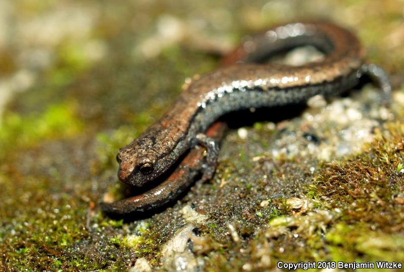 Gregarious Slender Salamander (Batrachoseps gregarius)