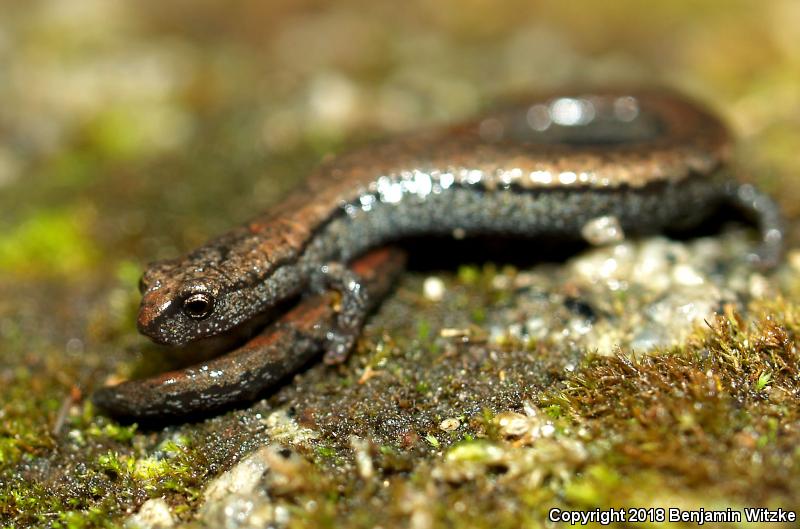 Gregarious Slender Salamander (Batrachoseps gregarius)