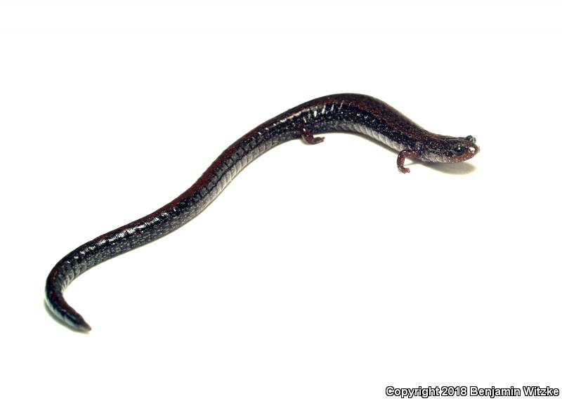 Relictual Slender Salamander (Batrachoseps relictus)