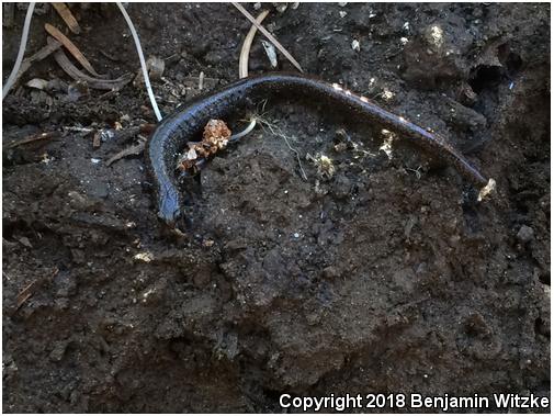 Relictual Slender Salamander (Batrachoseps relictus)