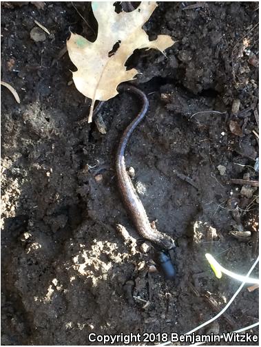 Relictual Slender Salamander (Batrachoseps relictus)