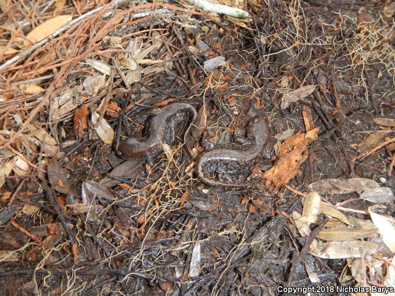 Mole Salamander (Ambystoma talpoideum)