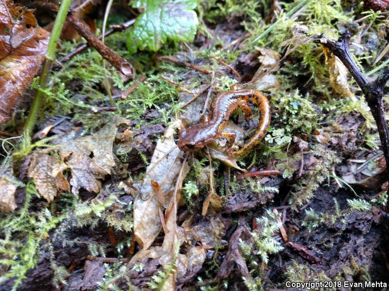 Painted Ensatina (Ensatina eschscholtzii picta)