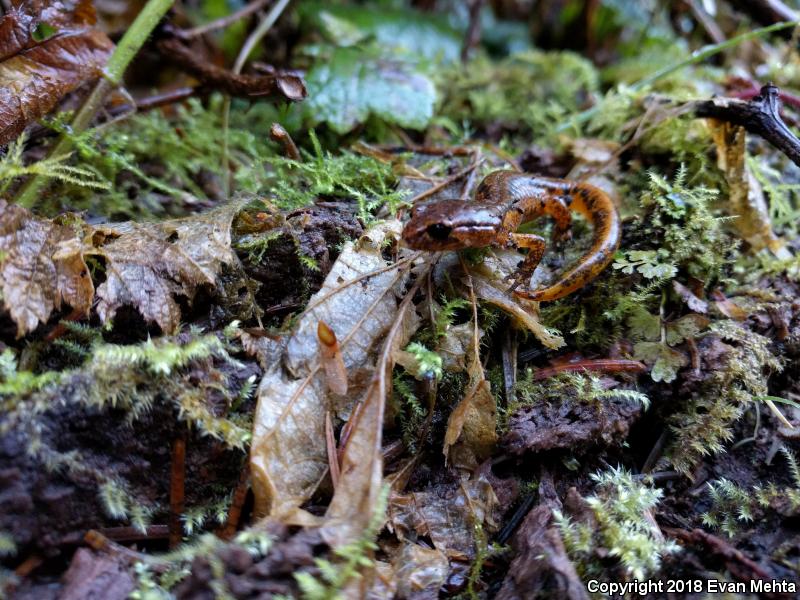 Painted Ensatina (Ensatina eschscholtzii picta)