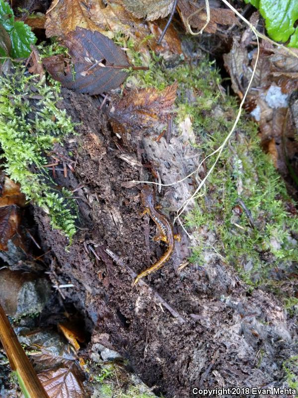 Painted Ensatina (Ensatina eschscholtzii picta)