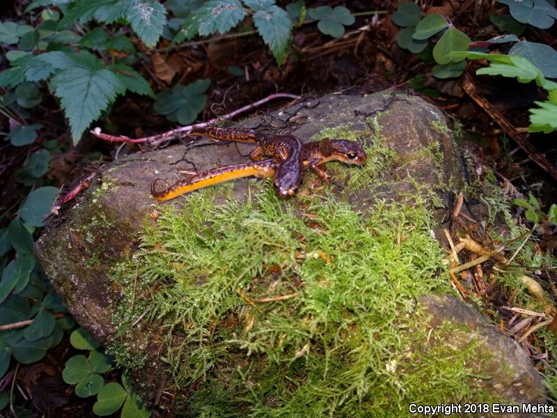 Painted Ensatina (Ensatina eschscholtzii picta)