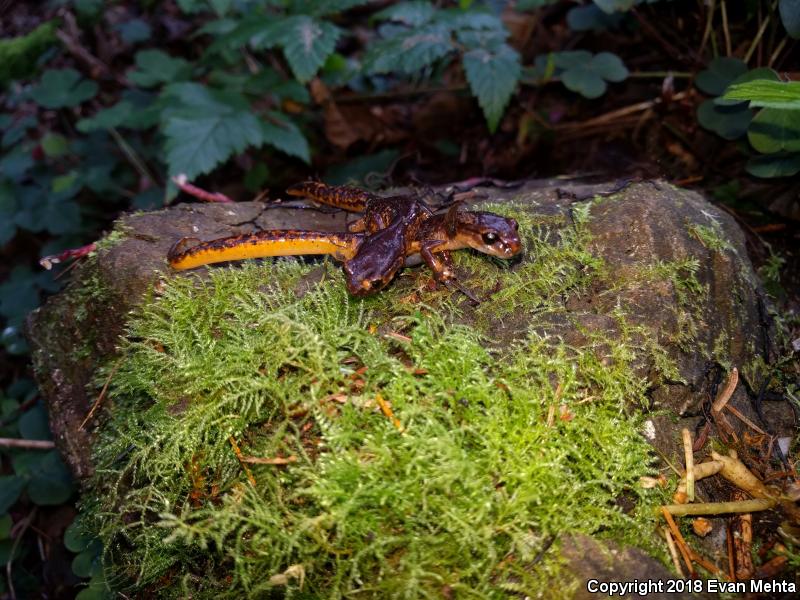 Painted Ensatina (Ensatina eschscholtzii picta)