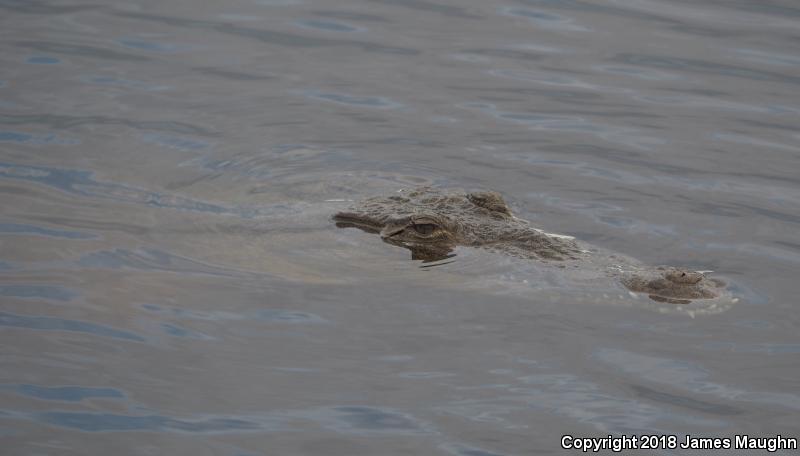 American Crocodile (Crocodylus acutus)