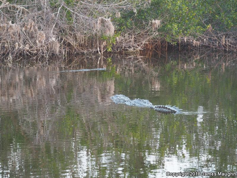 American Crocodile (Crocodylus acutus)