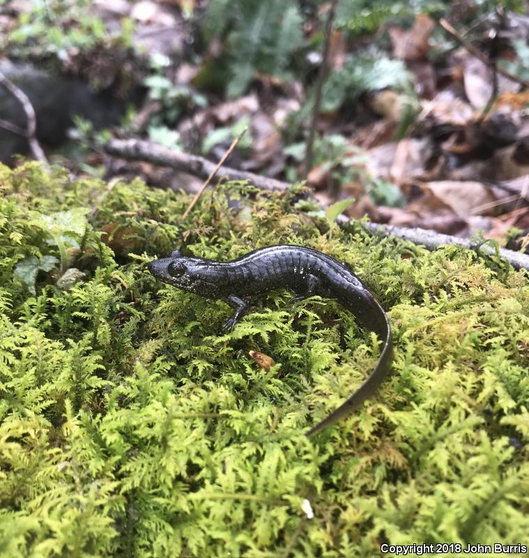 Black-bellied Salamander (Desmognathus quadramaculatus)