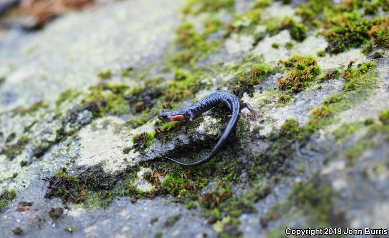 Red-cheeked Salamander (Plethodon jordani)