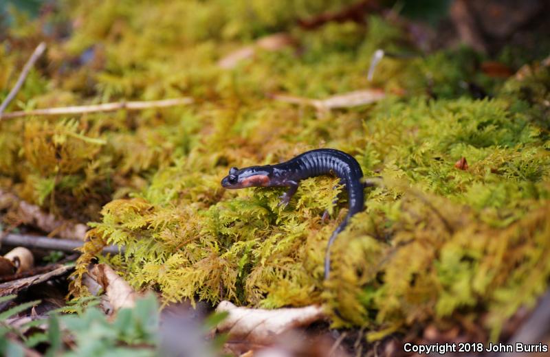 Red-cheeked Salamander (Plethodon jordani)