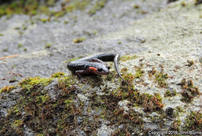 Red-cheeked Salamander (Plethodon jordani)