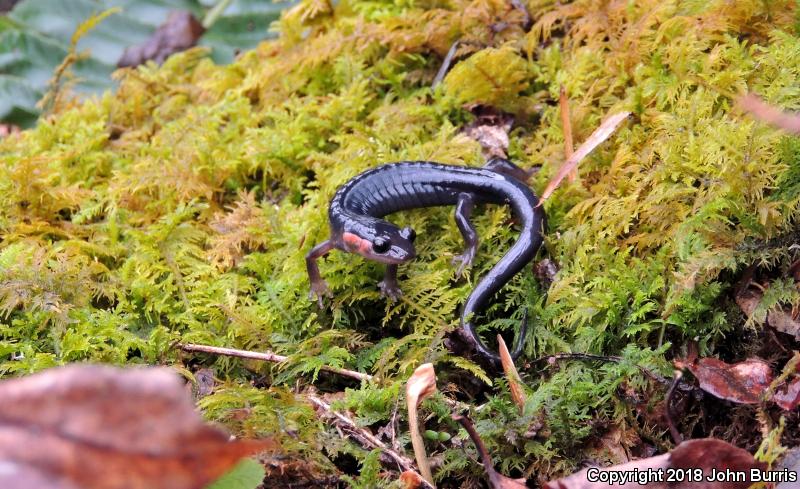 Red-cheeked Salamander (Plethodon jordani)