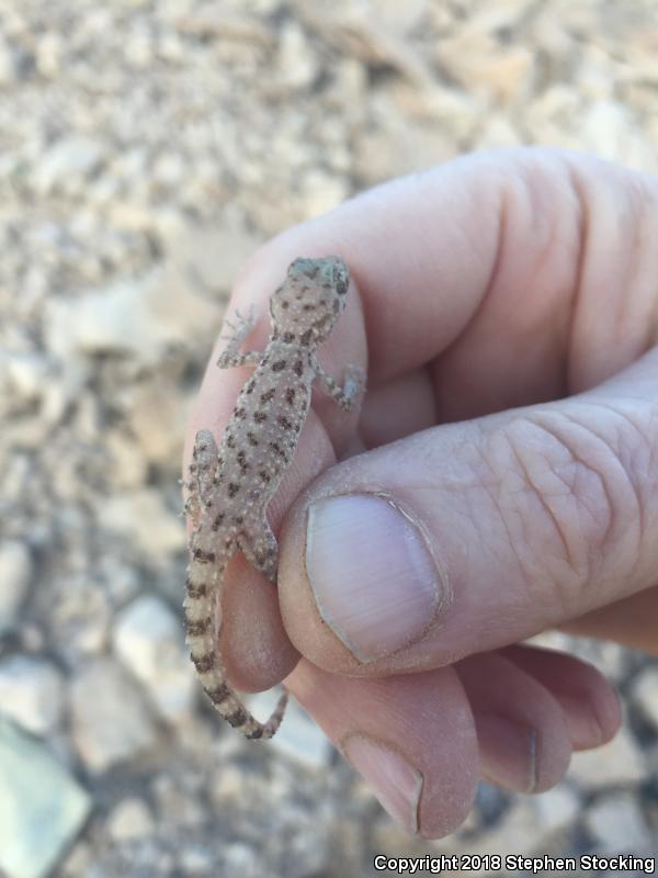 Rough-tailed Gecko (Cyrtopodion scabrum)
