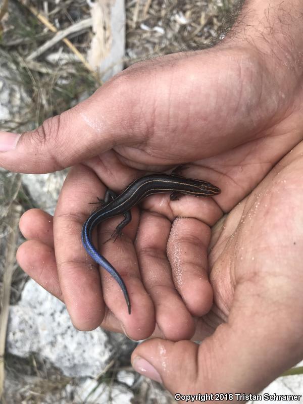 Southeastern Five-lined Skink (Plestiodon inexpectatus)