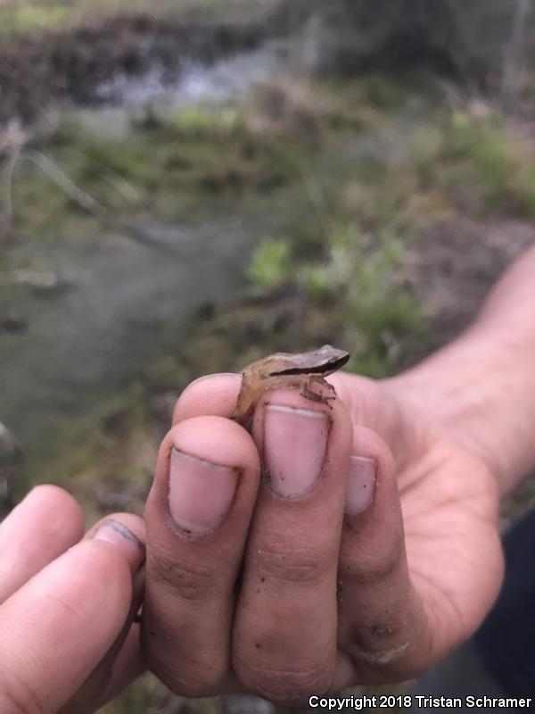 Little Grass Frog (Pseudacris ocularis)