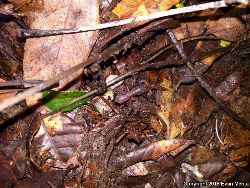 Painted Ensatina (Ensatina eschscholtzii picta)