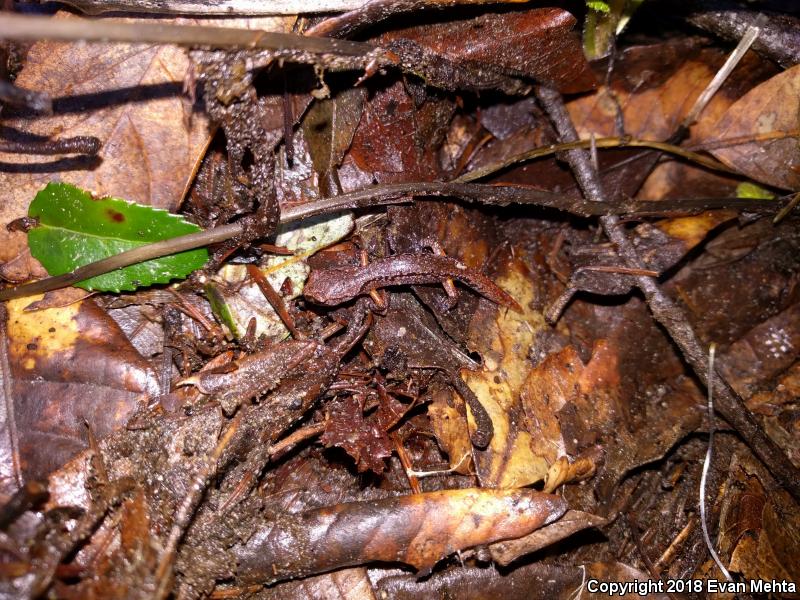 Painted Ensatina (Ensatina eschscholtzii picta)