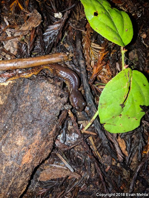 Painted Ensatina (Ensatina eschscholtzii picta)