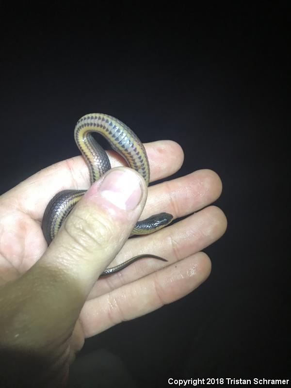 Glossy Crayfish Snake (Regina rigida)