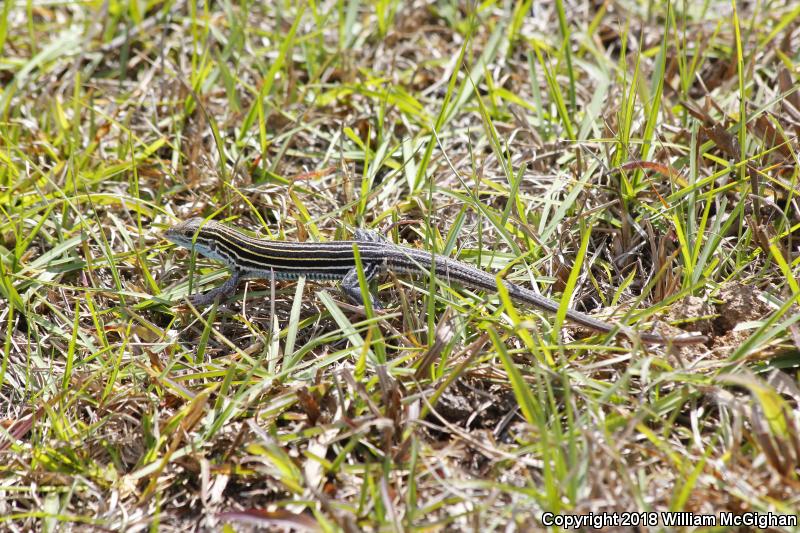 Six-lined Racerunner (Aspidoscelis sexlineata sexlineata)