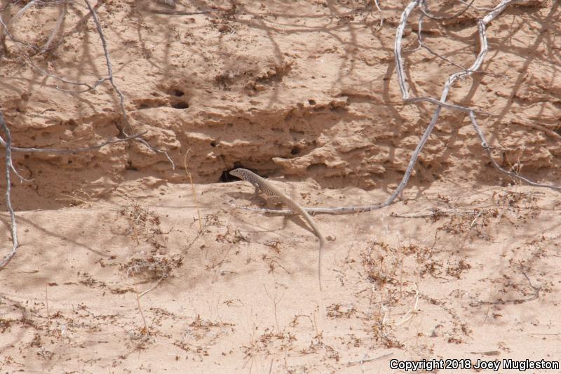 Southern Whiptail (Aspidoscelis tigris punctilinealis)