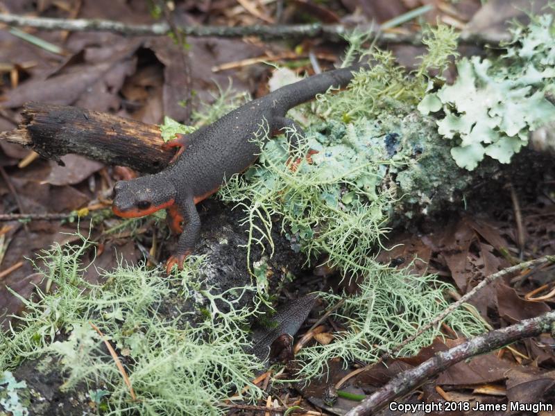 Red-bellied Newt (Taricha rivularis)