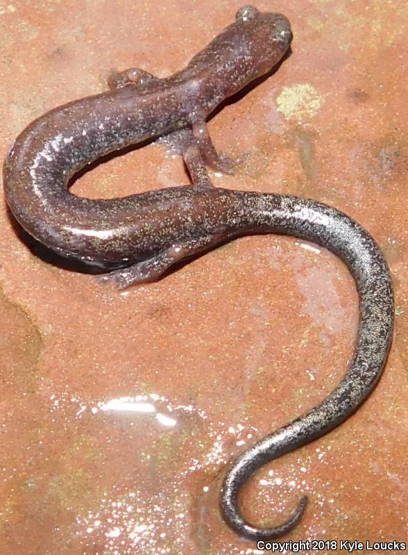 Valley And Ridge Salamander (Plethodon hoffmani)