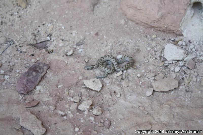 Mesa Verde Nightsnake (Hypsiglena chlorophaea loreala)