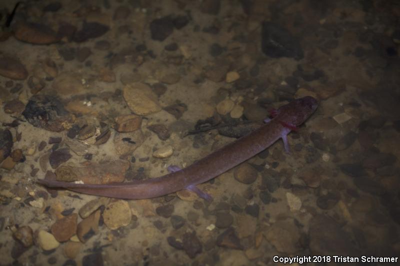 Tennessee Cave Salamander (Gyrinophilus palleucus)