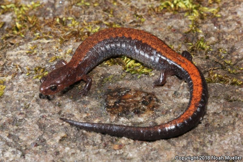 Southern Red-backed Salamander (Plethodon serratus)