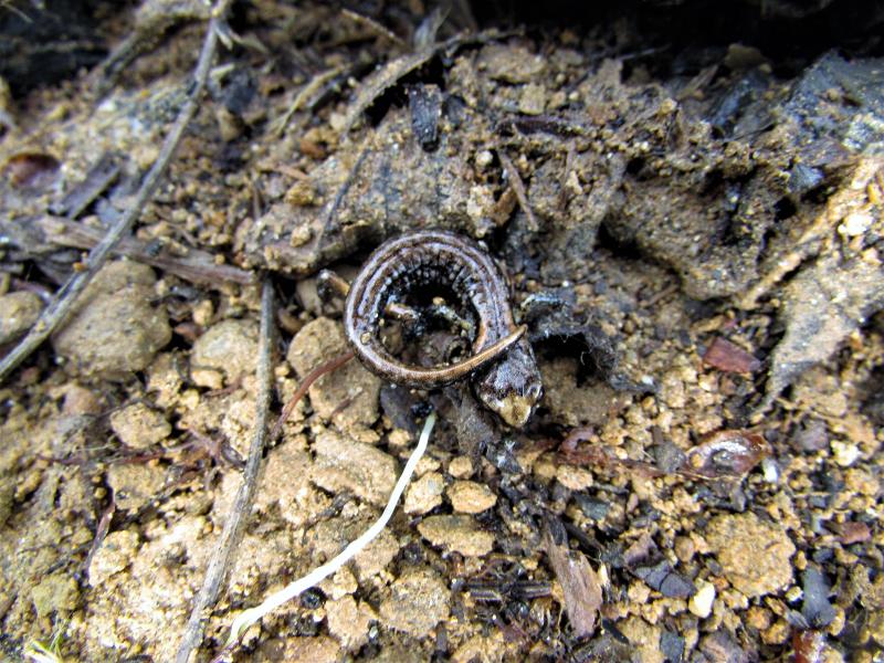 Clouded Salamander (Aneides ferreus)