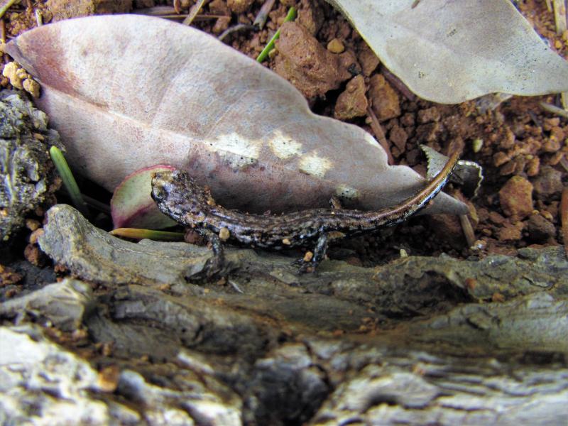 Clouded Salamander (Aneides ferreus)