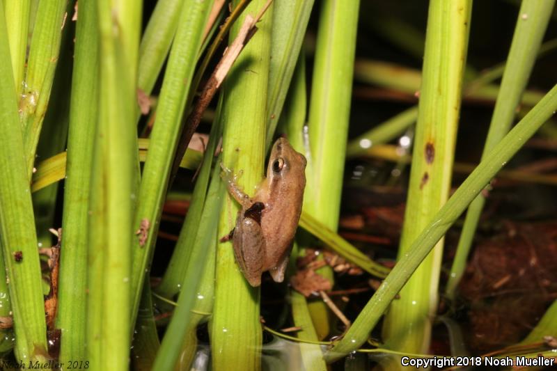 Little Grass Frog (Pseudacris ocularis)