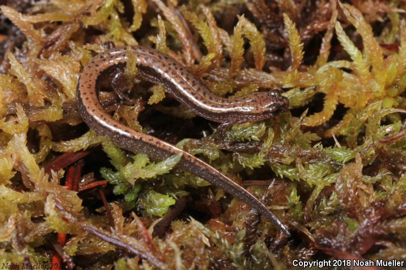 Dwarf Salamander (Eurycea quadridigitata)