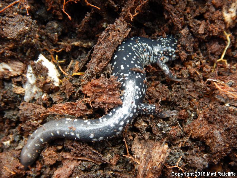 White-Spotted Slimy Salamander (Plethodon cylindraceus)