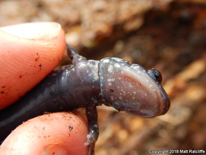 White-Spotted Slimy Salamander (Plethodon cylindraceus)