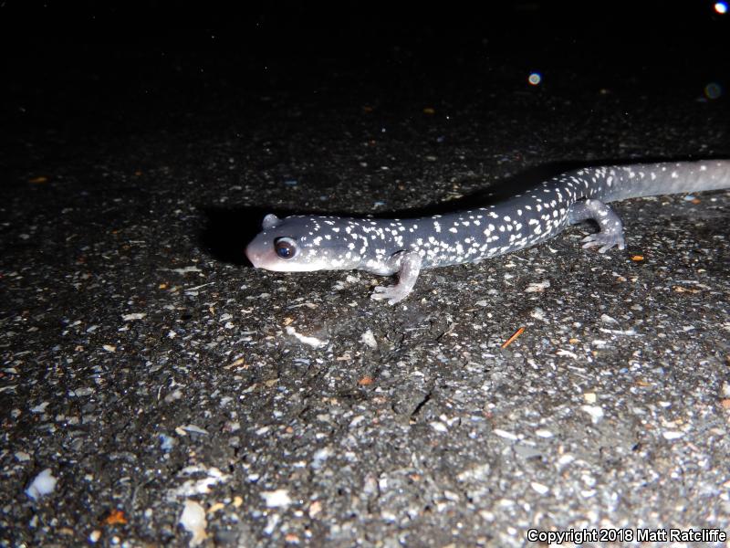 White-Spotted Slimy Salamander (Plethodon cylindraceus)