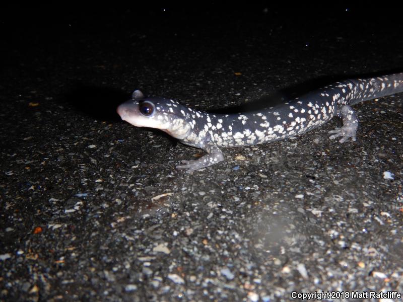 White-Spotted Slimy Salamander (Plethodon cylindraceus)