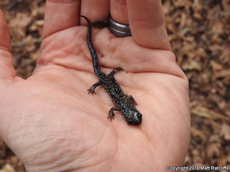 White-Spotted Slimy Salamander (Plethodon cylindraceus)