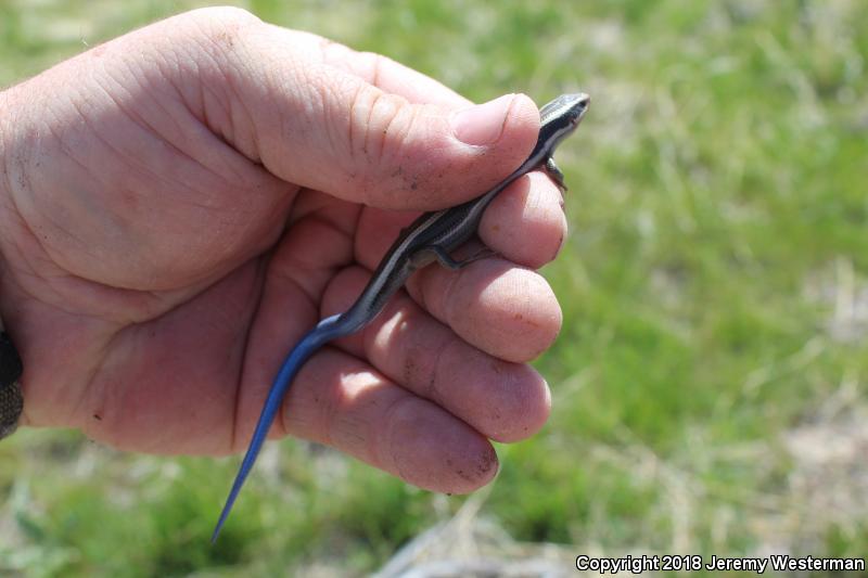 Great Basin Skink (Plestiodon skiltonianus utahensis)