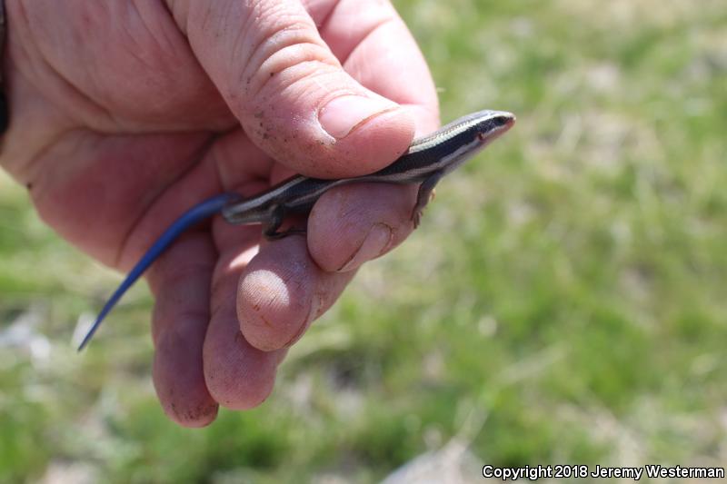 Great Basin Skink (Plestiodon skiltonianus utahensis)