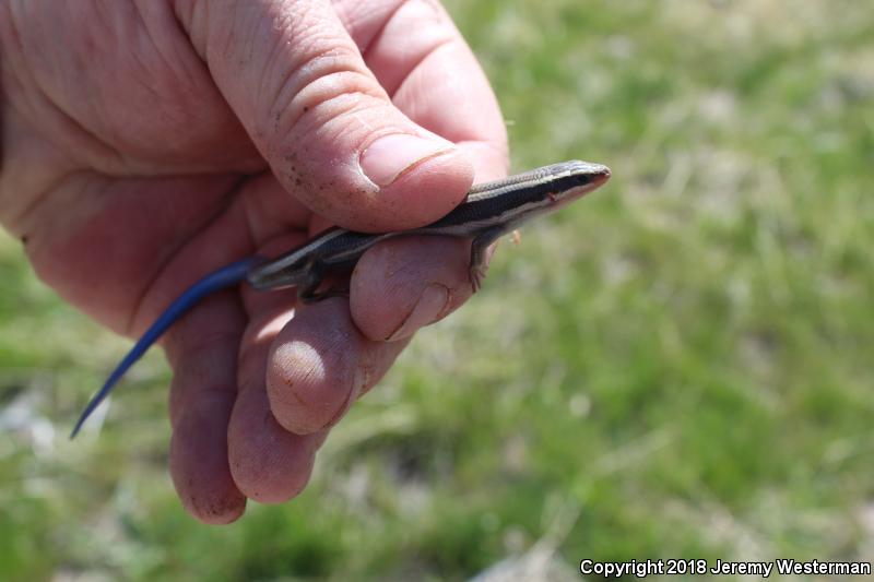 Great Basin Skink (Plestiodon skiltonianus utahensis)