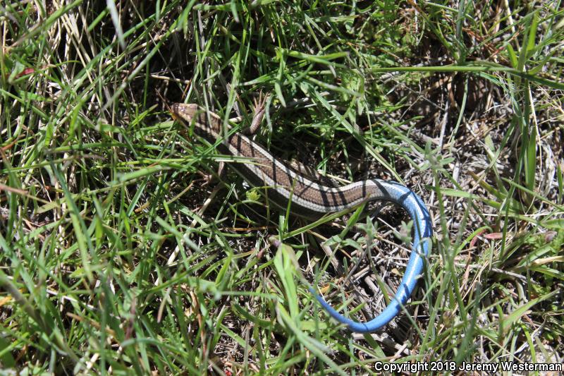 Great Basin Skink (Plestiodon skiltonianus utahensis)