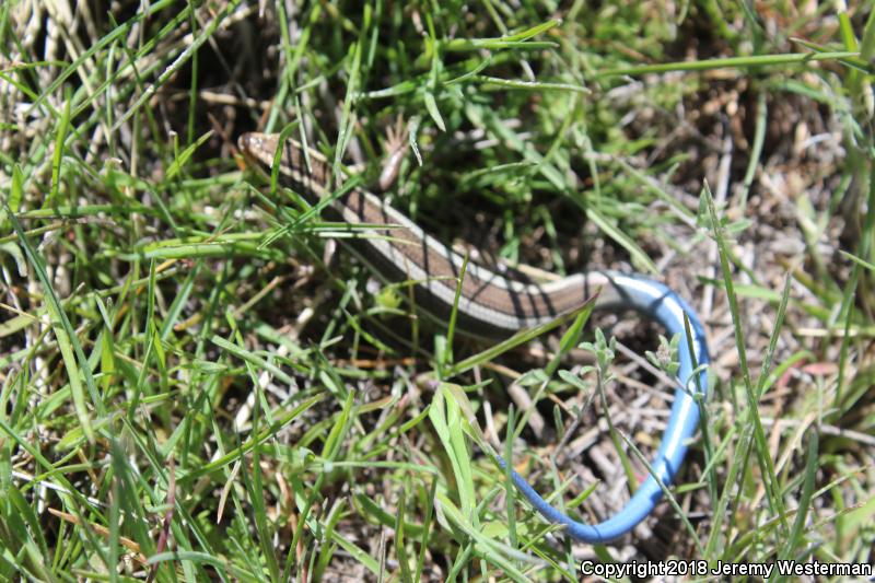 Great Basin Skink (Plestiodon skiltonianus utahensis)