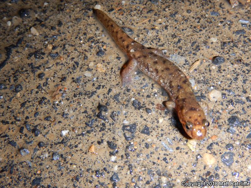 Seal Salamander (Desmognathus monticola)