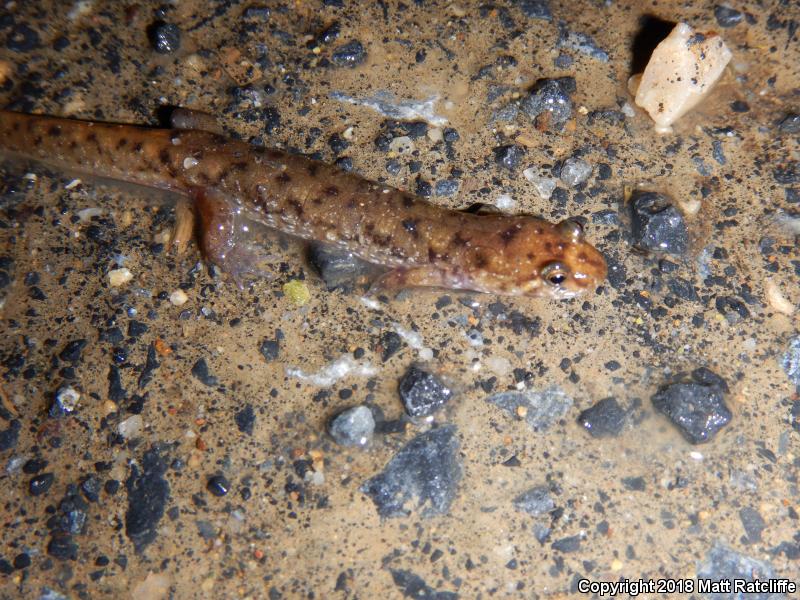 Seal Salamander (Desmognathus monticola)