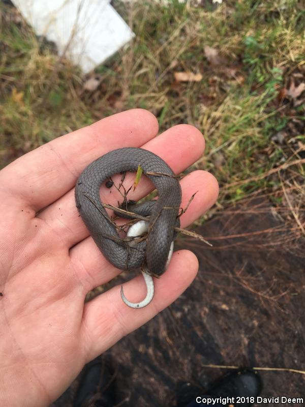 Eastern Smooth Earthsnake (Virginia valeriae valeriae)