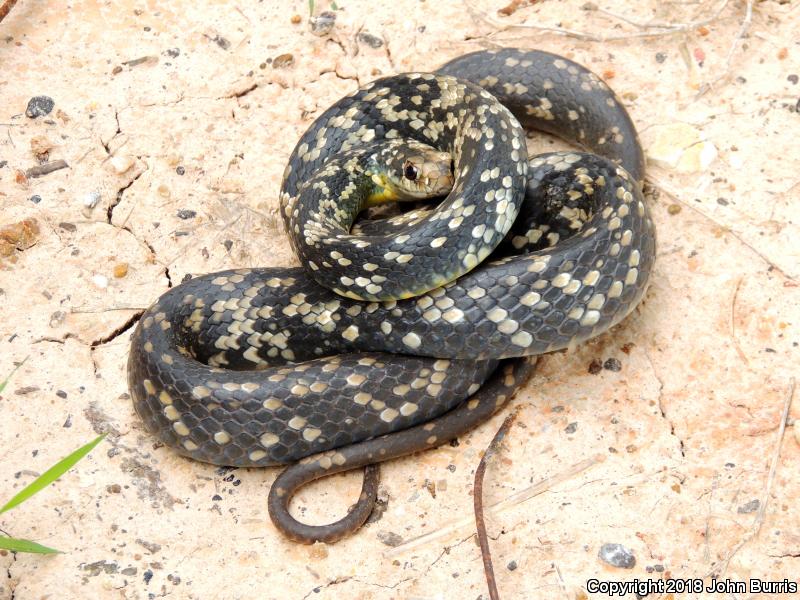 Buttermilk Racer (Coluber constrictor anthicus)